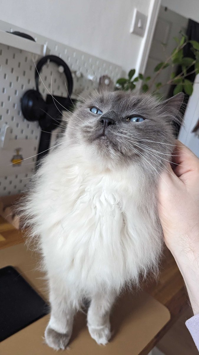 Projectdotco's tweet image. Seriously, do #mondays get better than Take Your Cat to Work Day? We don't think so 😻 #takeyourcattoworkday #takeyourcattowork #officecats