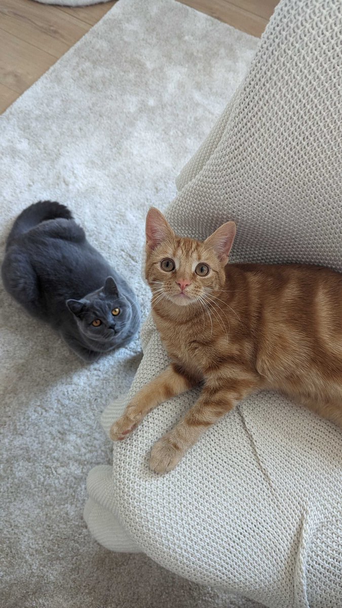 Projectdotco's tweet image. Seriously, do #mondays get better than Take Your Cat to Work Day? We don't think so 😻 #takeyourcattoworkday #takeyourcattowork #officecats