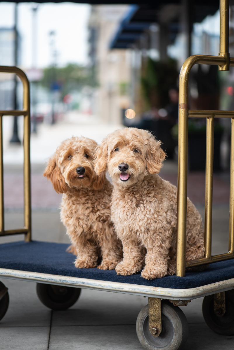 Marcus Hotels tweet media