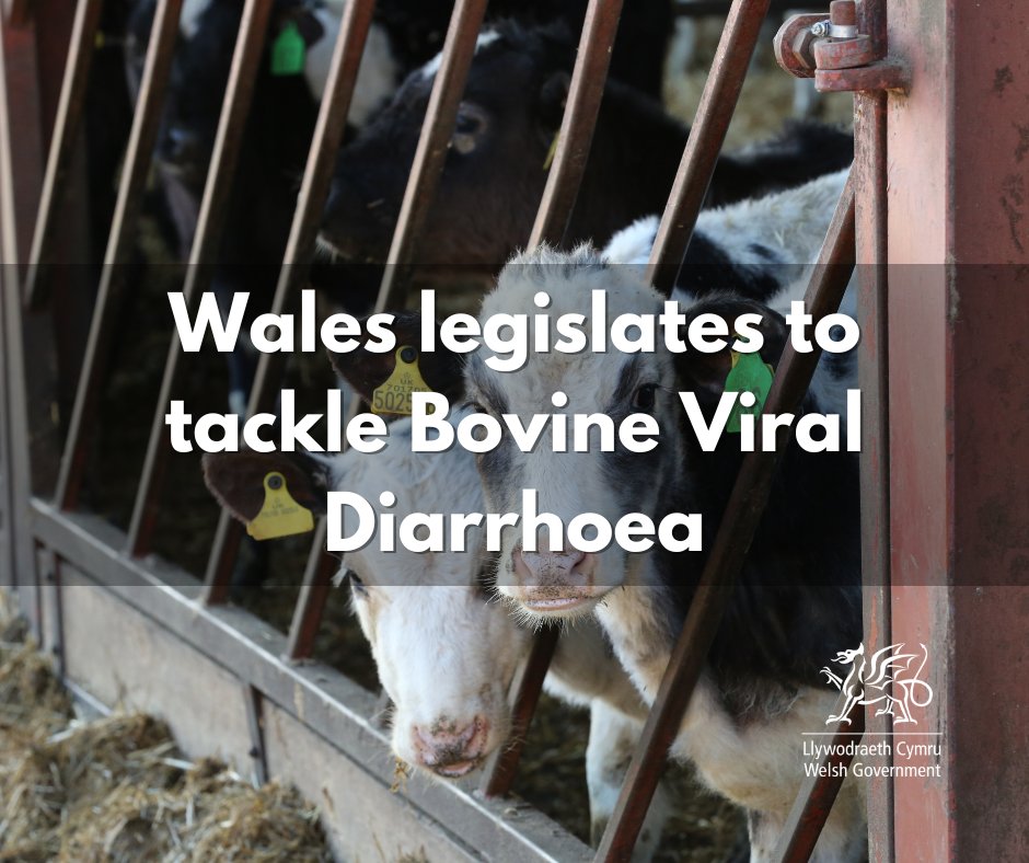 Bovine Viral Diarrhoea is a viral disease that affects cattle; it can lead to abortion, infertility and compromised herd health.

On July 1, we’re introducing legislation which will facilitate an industry-led approach to eradicate BVD.

gov.wales/wales-legislat…..