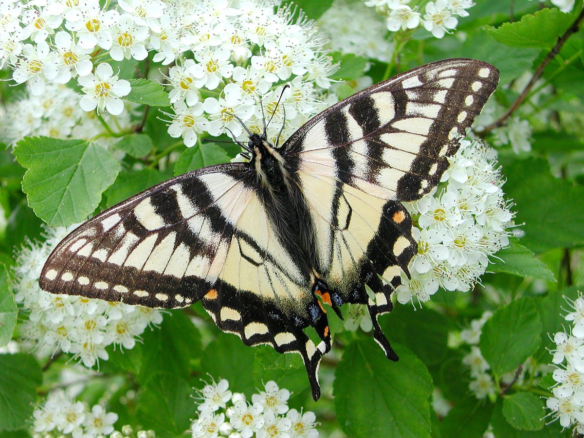 It’s #PollinatorWeek! 🐝🦇🦋 Let's celebrate the creatures that work day and night to help us grow the foods and flowers we love. Learn how you can nourish #pollinators in your own backyard! ow.ly/1pIE50SjV7y