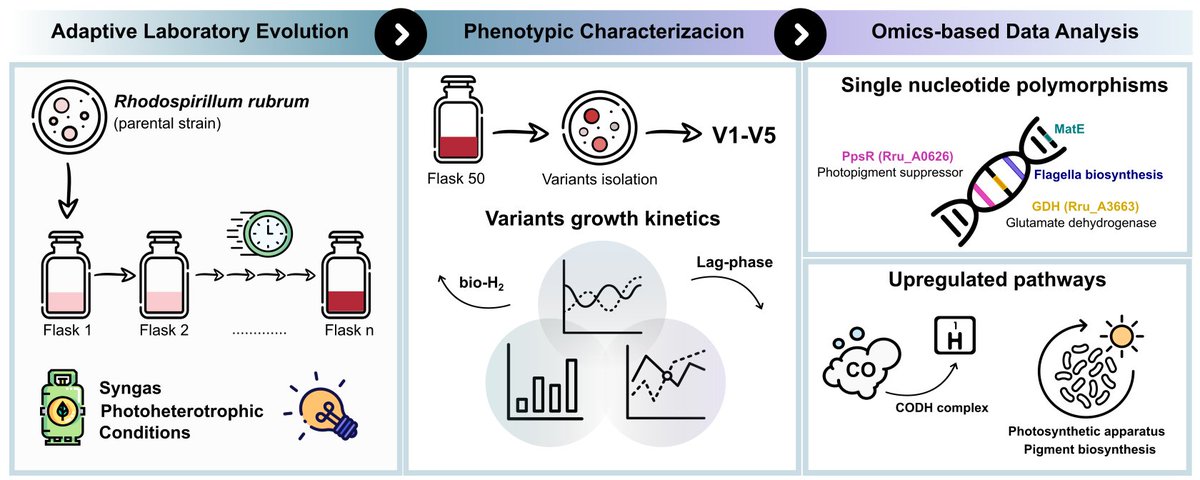 After a challenging but beautiful journey, I can share our last article in #BioresourceTechnology linked to my PhD. Thanks, <a href="/albertthethin/">Alberto Rodríguez</a> and <a href="/beagasi/">Beatriz Galan</a> for your valuable support. 
#syngas #hydrogen #omics #circulareconomy
Link: doi.org/10.1016/j.bior……