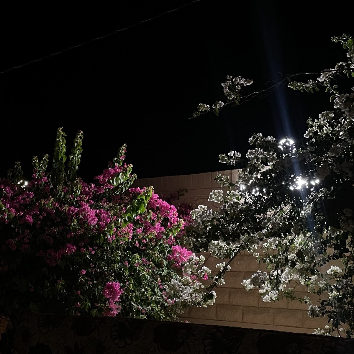 من أجل عينيك مَرَّ الورد يسألني 
عن لون خديك فاشتاقت لكِ المُقلٌ

إن كان سحراً حلالاً فالحلال إذاً 
سحرٌ بعينيك لكنْ زانهُ الخجلُ

فليس لي حاجة إلاكِ فاتنتي 
وليس لي عنكِ في دنيا الهوى بدلُ

في ذمتي لك عهد لست أنقضه 
فالعهد بالقلب والعينين متصلُ