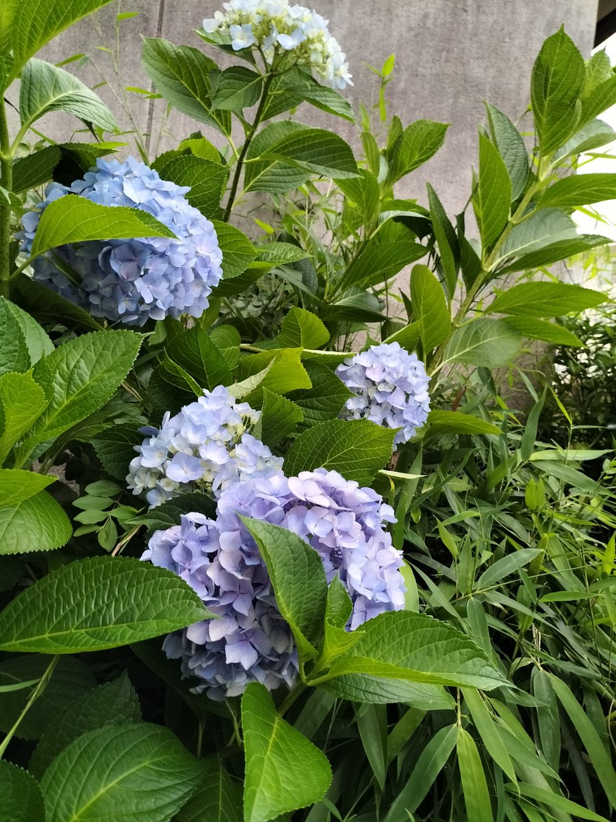 梅雨は、目の前ですかね？