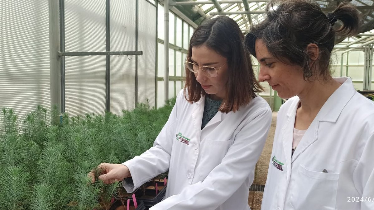 El dia 11 de junio de 2009 nació el iuFOR @youngforesters y nosotras lo celebramos trabajando en el invernadero <a href="/chdeaza/">celia</a> <a href="/OlayaMediavilla/">Olaya Mediavilla</a> <a href="/UVa_es/">Gabinete de Comunicación Universidad de Valladolid</a> <a href="/UVaPalencia/">UVa Campus de Palencia</a> <a href="/CampusdeSoria/">Campus de Soria</a>  #somosiuFOR #RIS3 #CienciaForestal #Soyforestal #EscaleraExcelencia #iuforislivingacelebration