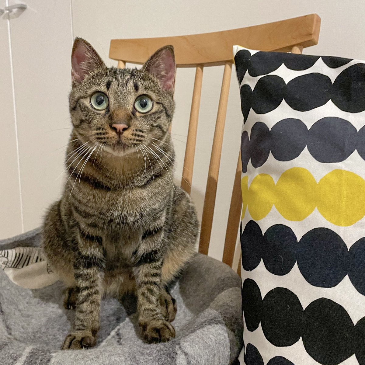 kshino9842's tweet image. 丸顔とまん丸お目々がだんだんドラえもんに寄っていき気味、はるくん
#ドラえもん 
#丸顔 
#猫かわいい #ねこ #保護猫を家族に #catlover #猫