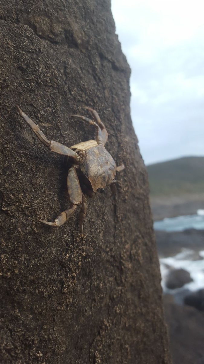 Yevardiaղ tweet media