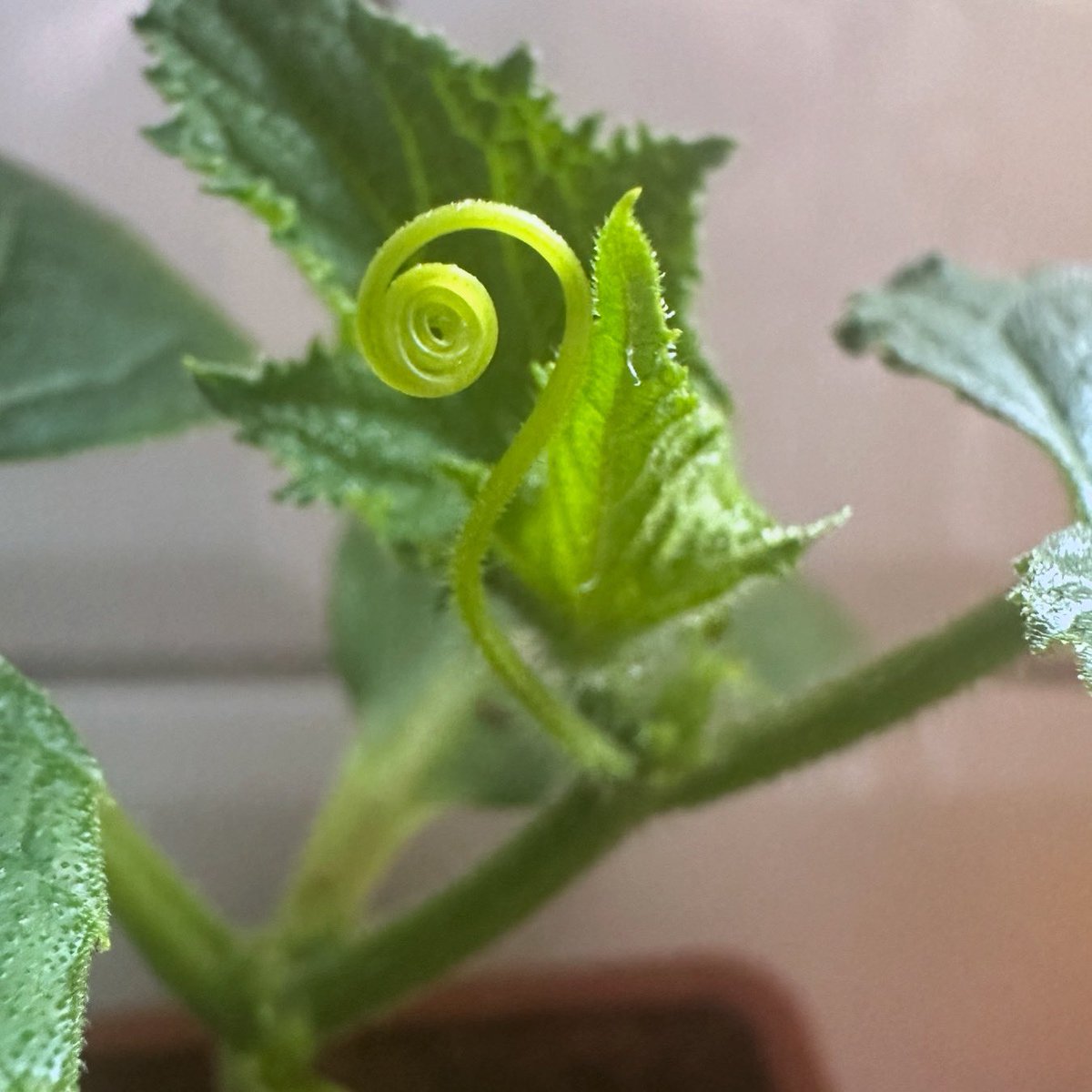 QueerNomads's tweet photo. We have tendrils! 🌱🪴#tendrils #plants #seedlings #plantlover #growingfood https://t.co/iqHDS6gzV7