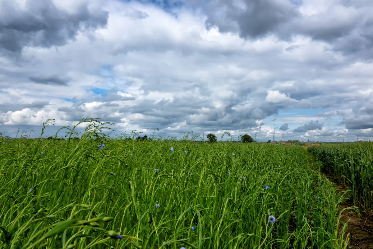 #vrtweer Heestert, ook de vlasvelden snakken naar de zon #weerbericht #meteo #weerfoto
<a href="/Weerbord/">Weerbord☀️☔️</a>
<a href="/Texturekortrijk/">Museum Texture</a>
<a href="/meteobenl/">KMI</a>
<a href="/MeteovistaBe/">meteovista.be</a>
<a href="/BuienradarBE/">BuienradarBE</a>