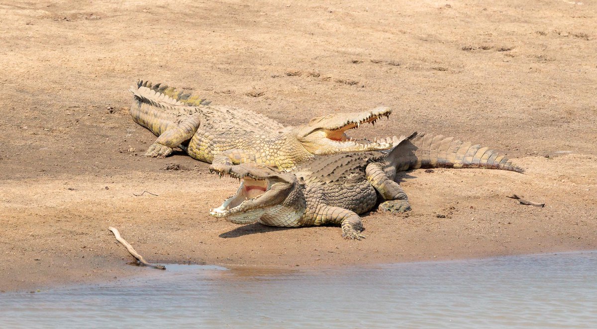 KanyemboBenson's tweet photo. Did you know that crocodiles have been around since the time of the dinosaurs? Let's protect these ancient reptiles and their habitats for future generations to marvel at. Croc on! #worldcrocodileday2024 #ProtectOurCrocodiles #WorldCrocDay2024 #crocs #crocodile #crocsday https://t.co/1IsyjLX2Yg