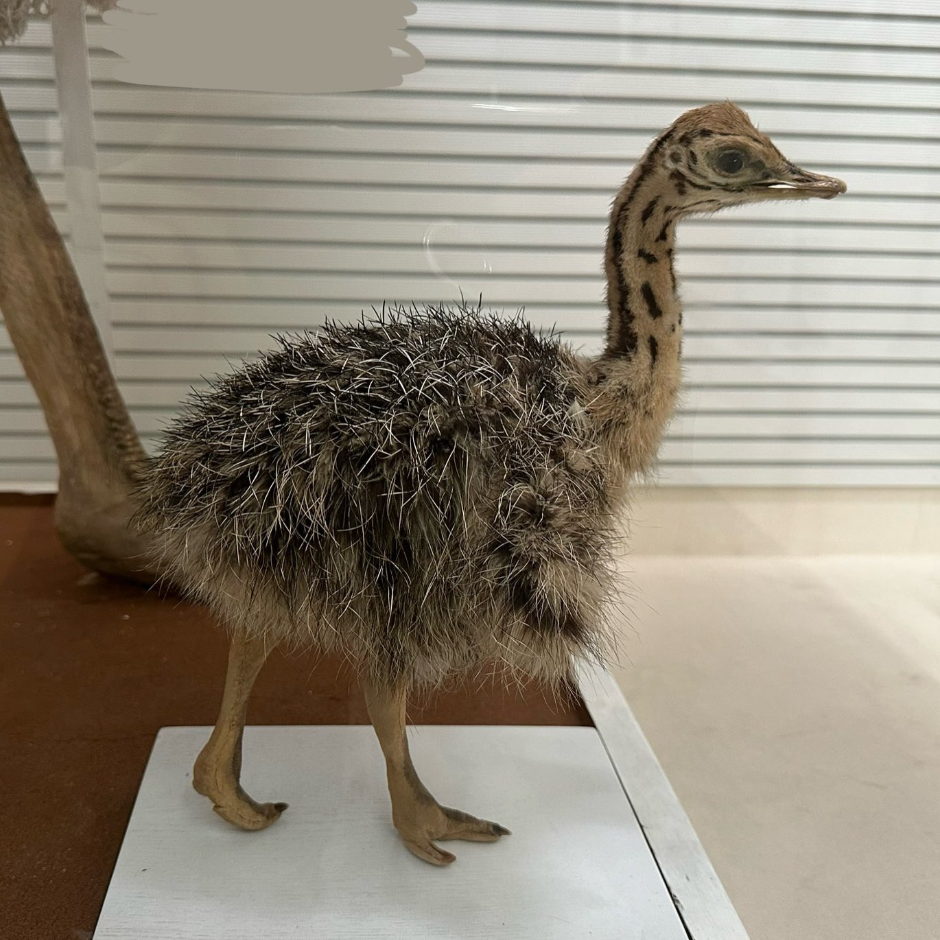ダチョウの雛の剥製 ダチョウの雛の剥製 ダチョウの雛の剥製 【公式通販】