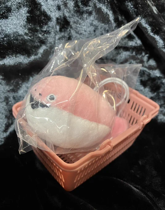 かつてTLに大繁殖したにも関わらずスッと姿を消してしまったサカバンピスピスのおともだちだよ!お魚だから放流前に水合わせしないとね… 