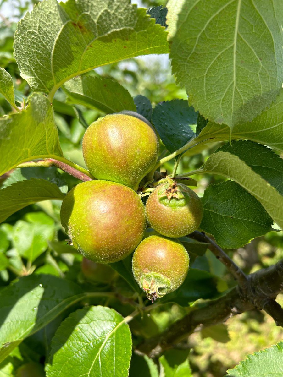 AllyEccles's tweet photo. Bramley apples are notoriously difficult to thin. Brevis trial in Ireland to fine tune application rates. Key size for marketable fruit is 85-90mm, bramley harvest will commence late August @AdamaUK_ https://t.co/eECIpT0OTQ