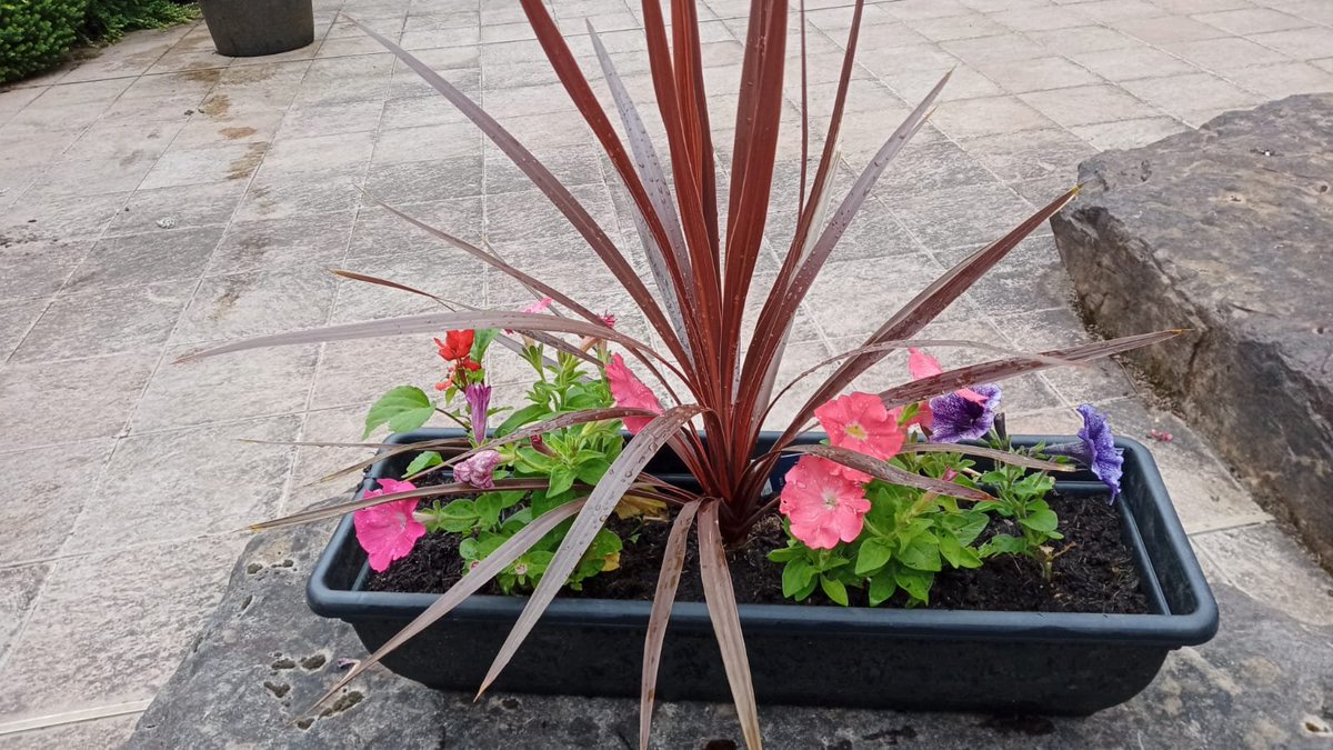 SNHS LfS tweet media