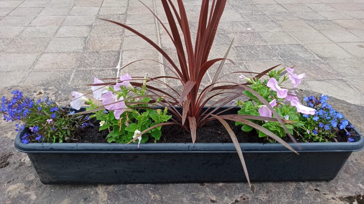 SNHS LfS tweet media