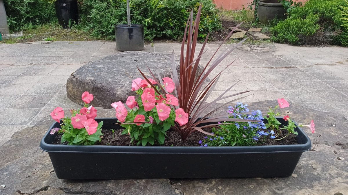 We have a couple of planters left for sale - they are looking wonderful from all the recent spells of rain and shine we have had! 🌦️ Let us know if you would like to find out more! <a href="/stninianshigh/">Saint Ninian's</a>