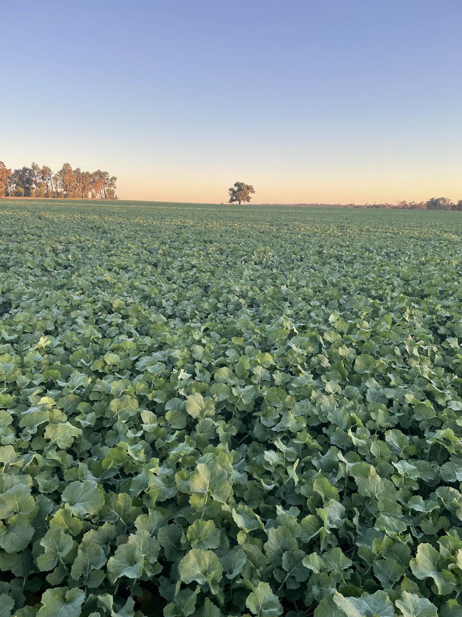 Chris Bell tweet media