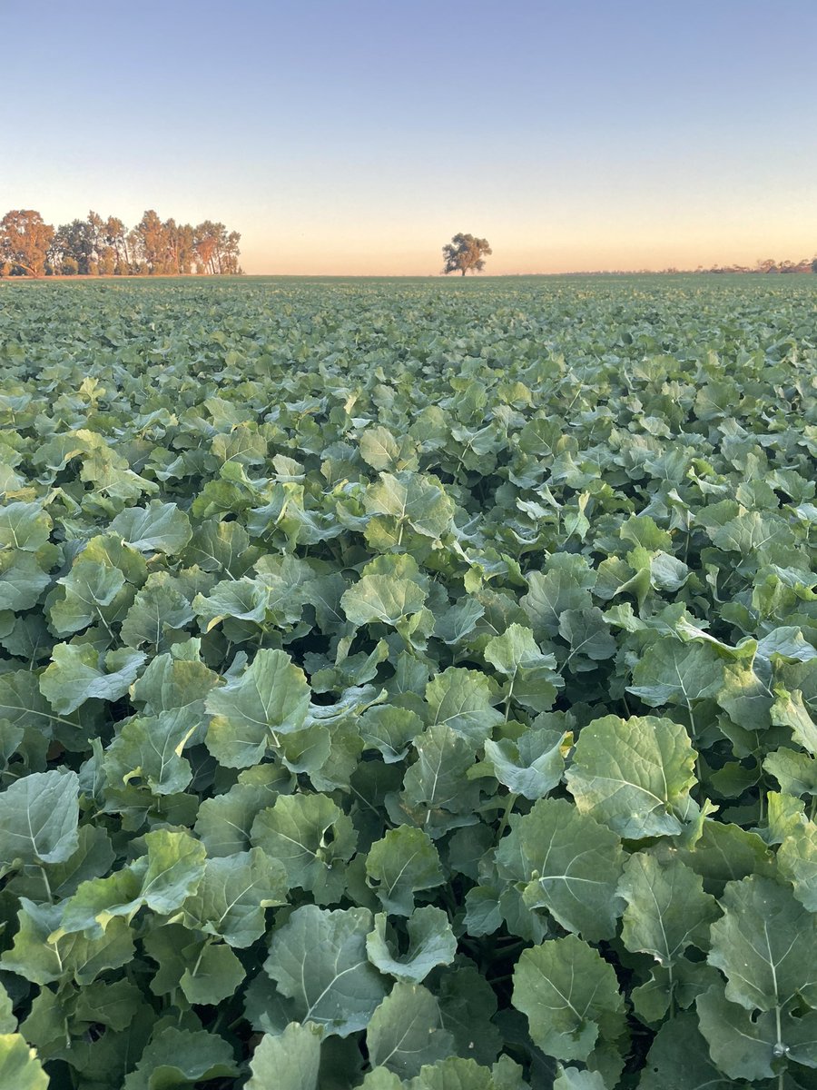 Chris Bell tweet media