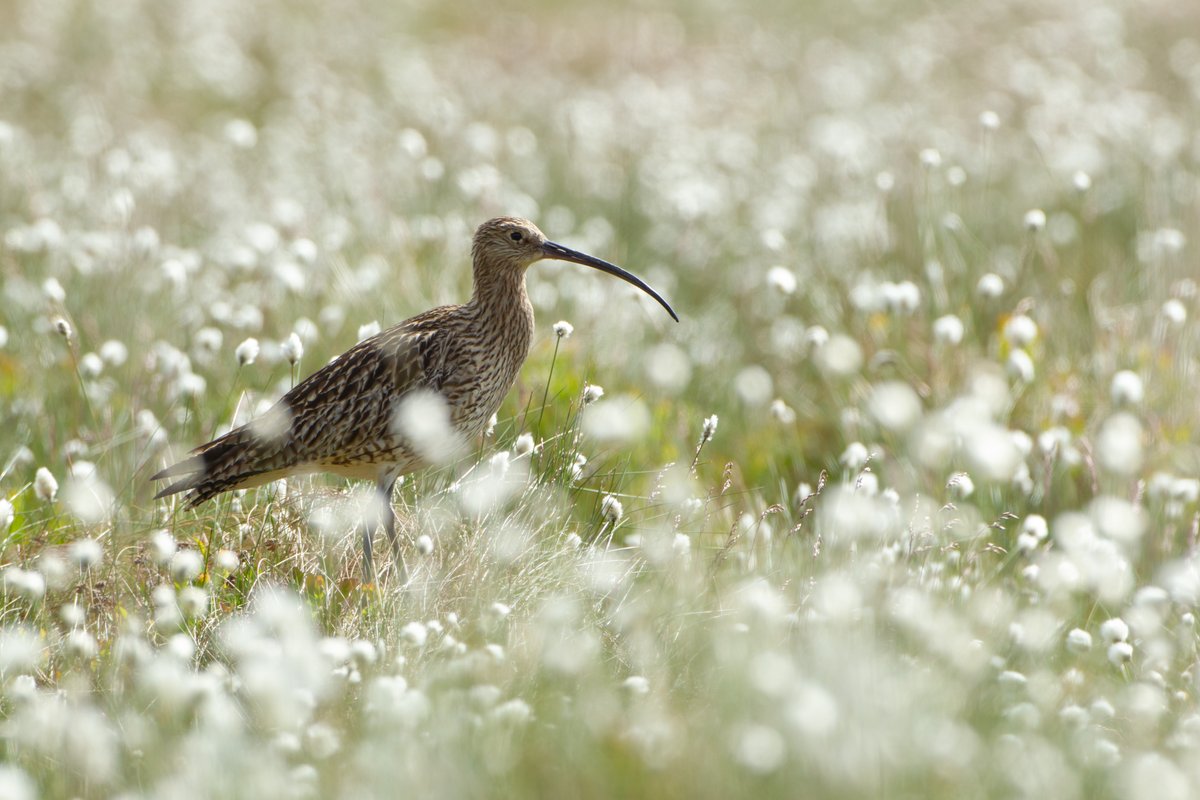 Those of you who watched our live camera will have noticed the blanket of cottongrass surrounding our curlew nest.

Cottongrass is known as 'plu'r gweunydd' in Welsh, which translates as 'feather's of the moor'.

Fitting, don't you think?

#rspb #curlews