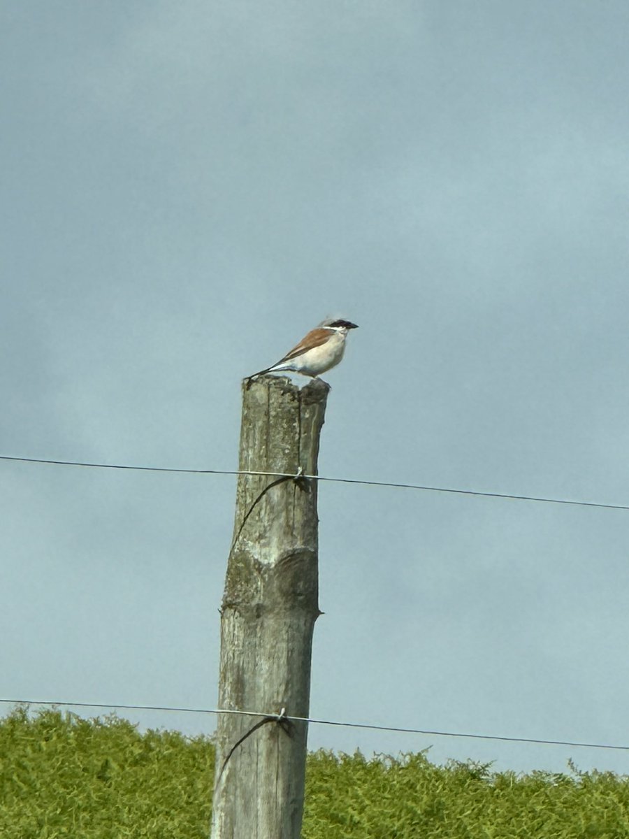 jort2004's tweet photo. Red-backed Shrike Glen Loth #highlandbirds #lifer https://t.co/VfegY9VYmp