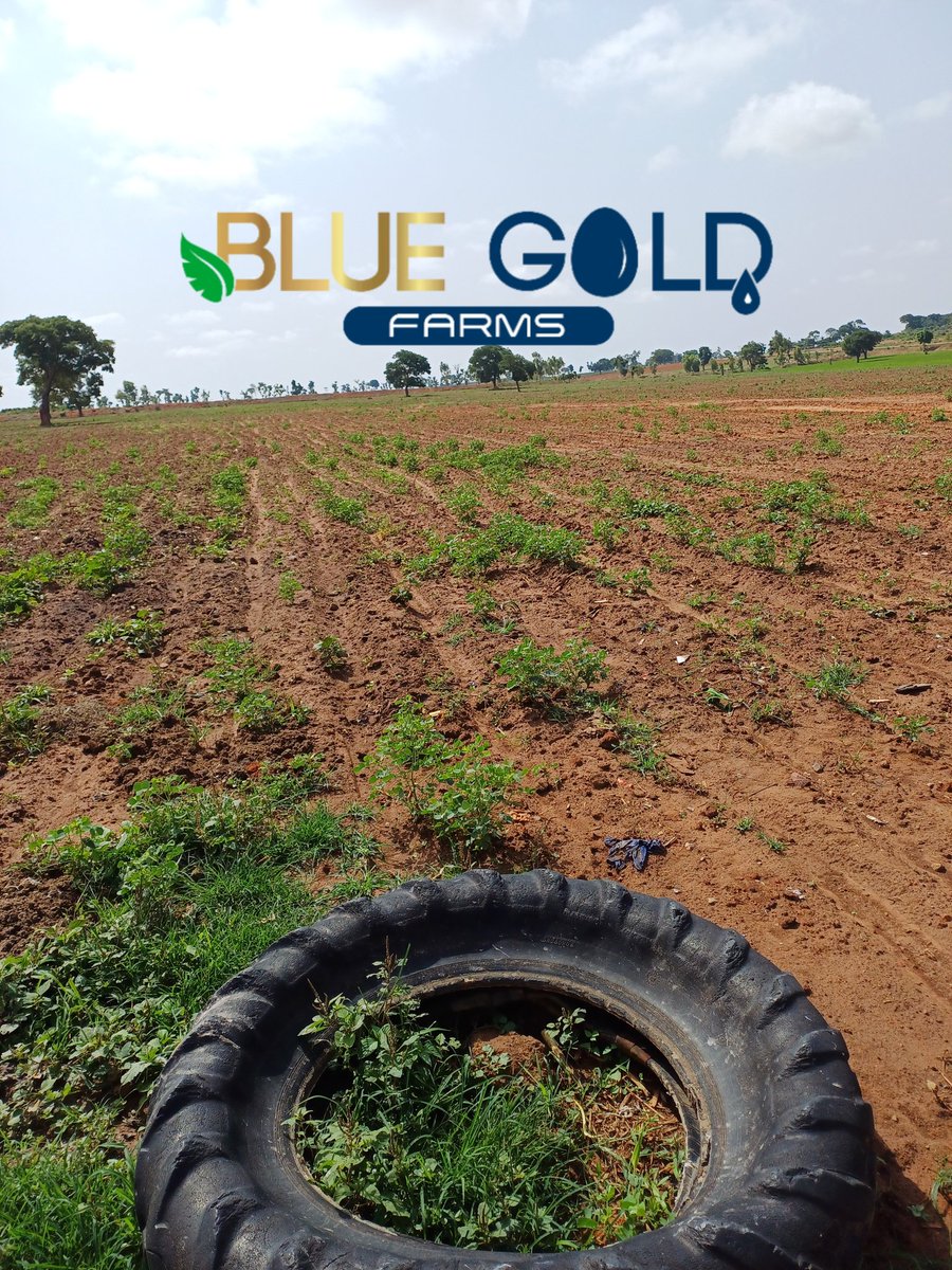 AliyuKwarbai's tweet photo. 17 June 2024

Today, we're out to plan these three bags of 100kg corn (maize) in our field.

Glory be to God alone the most high. 

May 🇳🇬 succeed.  @BlueGoldFarms https://t.co/QoMY4Y4Lia