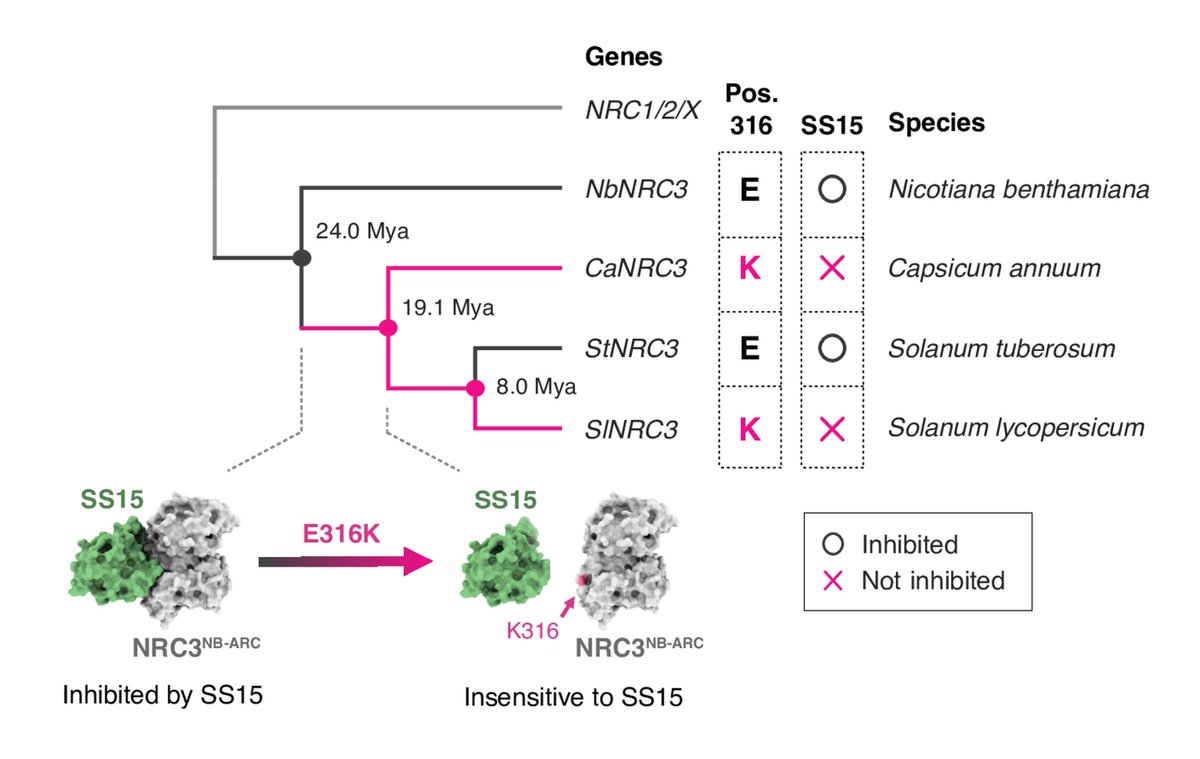 Very excited to share our latest preprint about coevolutionary dynamics between NLRs and their inhibitor!
Solanaceae helper NLR NRC3 evolved to evade the inhibition by cyst nematode effector SS15 over 19 Mya (1/12) #EvoMPMI #NLRbiology #PlantPath #PlantSci
doi.org/10.1101/2024.0…