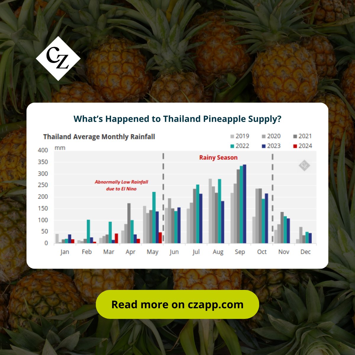 Czapp_portal's tweet photo. Thailand's pineapple industry has faced challenges due to the El Nino effect and excessive fertilizer use, leading to reduced yields and quality. However, recent rainfall brings hope for recovery, despite delays.