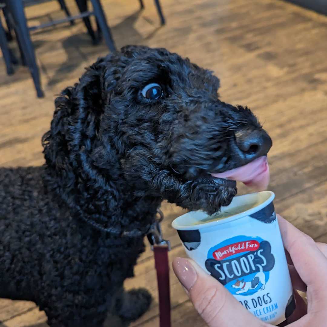 Pooch pub grub at your service 🐶 🍗

Treat your furry friends at <a href="/AfanLodge/">Afan Lodge</a>  dog-friendly bar! Their exclusive doggy dine-in menu is designed just for them, making sure every pup leaves with a full belly and a happy heart 🖤
<a href="/visitwales/">Visit Wales 🏴󠁧󠁢󠁷󠁬󠁳󠁿</a> 

#UKSPF #WalesbyTails #VisitWales #Wales