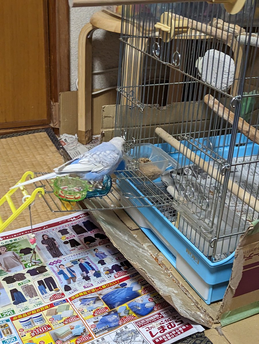 今日のぴーちゃんです☺️