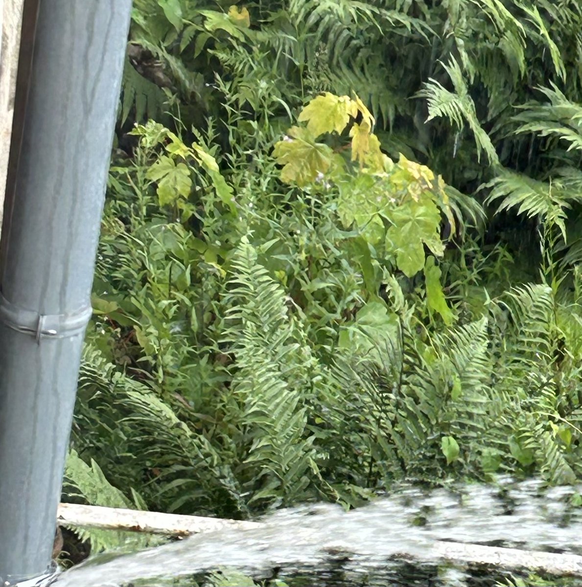 Simone Peter 🌍 #Erneuerbare tweet media