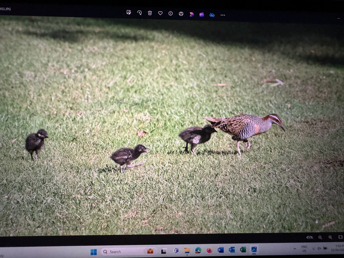 amn023's tweet image. #buffbandedrail #crake mum/dad n babies running around on the back lawn - can’t get my real camera pics onto here so these are pics from laptop taken with phone 🤷‍♀️ love technology 😬