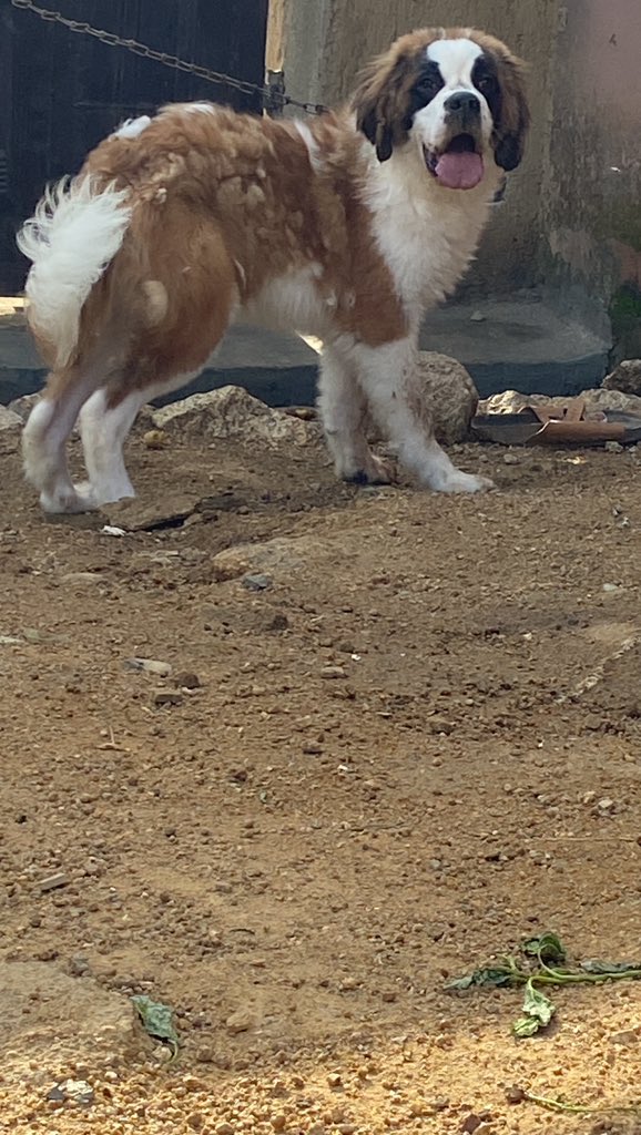 EMMY CLASSICEE KENNEL tweet media