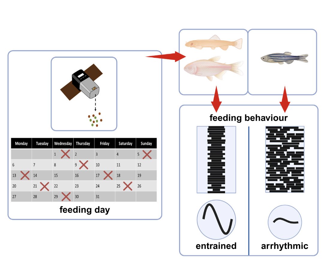 walt_cristiano's tweet image. New paper out on #iScience 📌

We showed that #feeding is a strong #circadian synchronizer for the locomotor #activity of blind #cavefish and that this trait likely reflects the adaptation to extreme environmental conditions.

@CriAuBertolucci