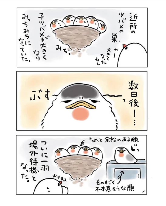 明日も20〜21時にイラスト投稿します🐦
『不定期佐渡日記③』(再掲) 