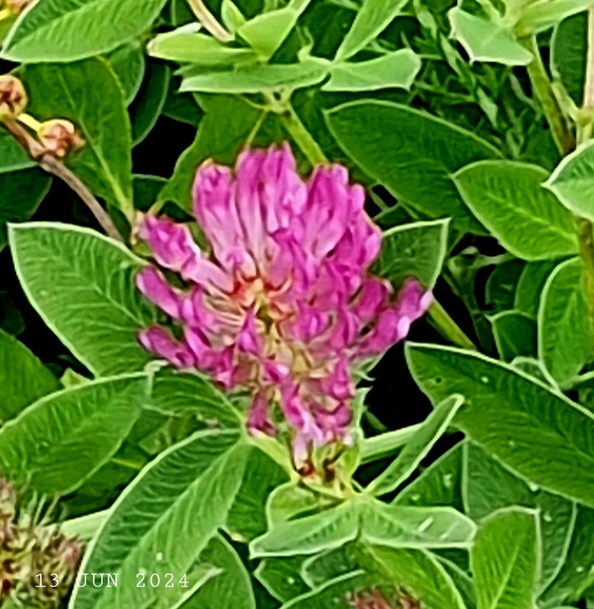 IDadzkov's tweet photo. Red clover flower.
#nature #summer #flowers #RedClover #foddercrop #flowering #FlowersPhoto https://t.co/EFP8SnFW1T