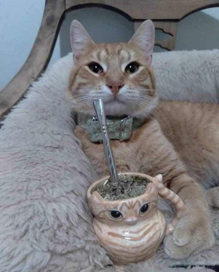Noooo pará