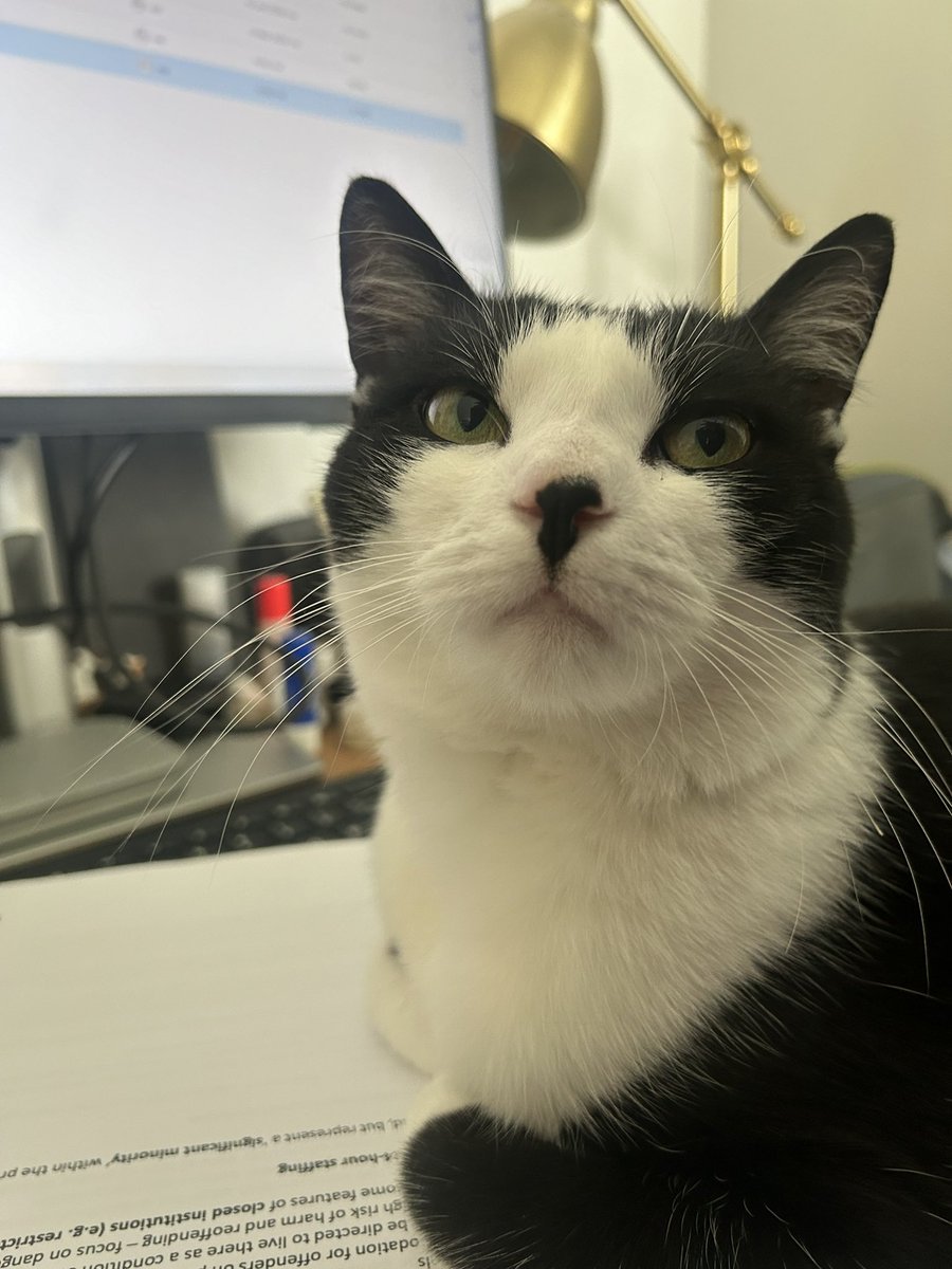 Looking forward to heading to the North/South Criminology Conference tomorrow. Got the final approval on my paper from my fluffy research assistant. She’s predictably sceptical, but wishes me luck anyways #BelfastCrimCon