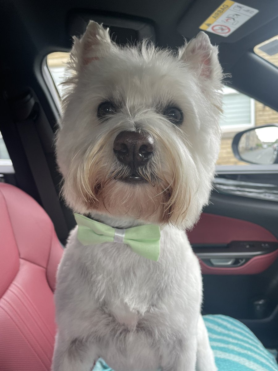 Bobby Watson RIP Busby Watson, Archie, Winston ❤️ tweet media