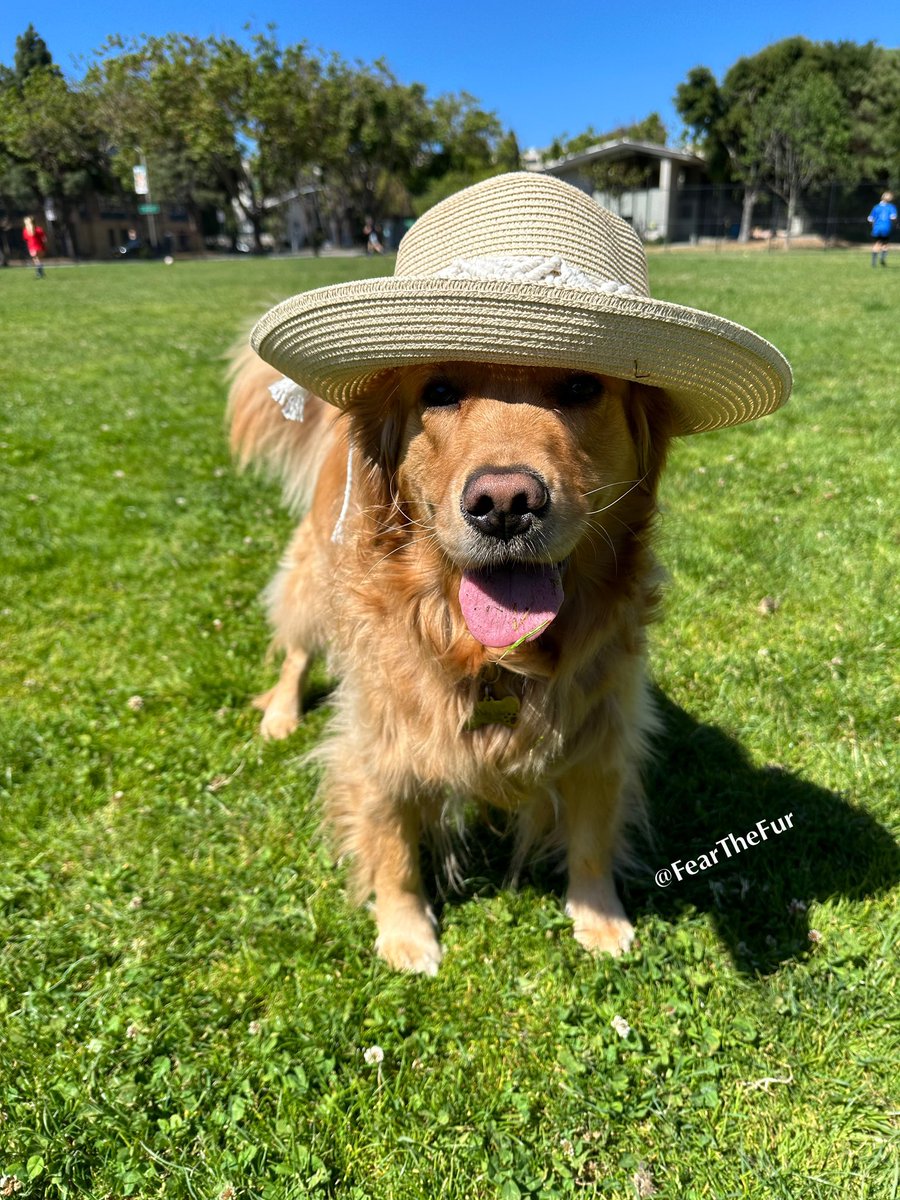 FearTheFur's tweet photo. Do you like my new hat? 👒Well, technically it’s Mom’s but I’m borrowing it for the day. Happy Monday, pals! Love, Ruby 🩷🐾#MondayMotivation #Dogsinhats https://t.co/l3G4Nk92s7