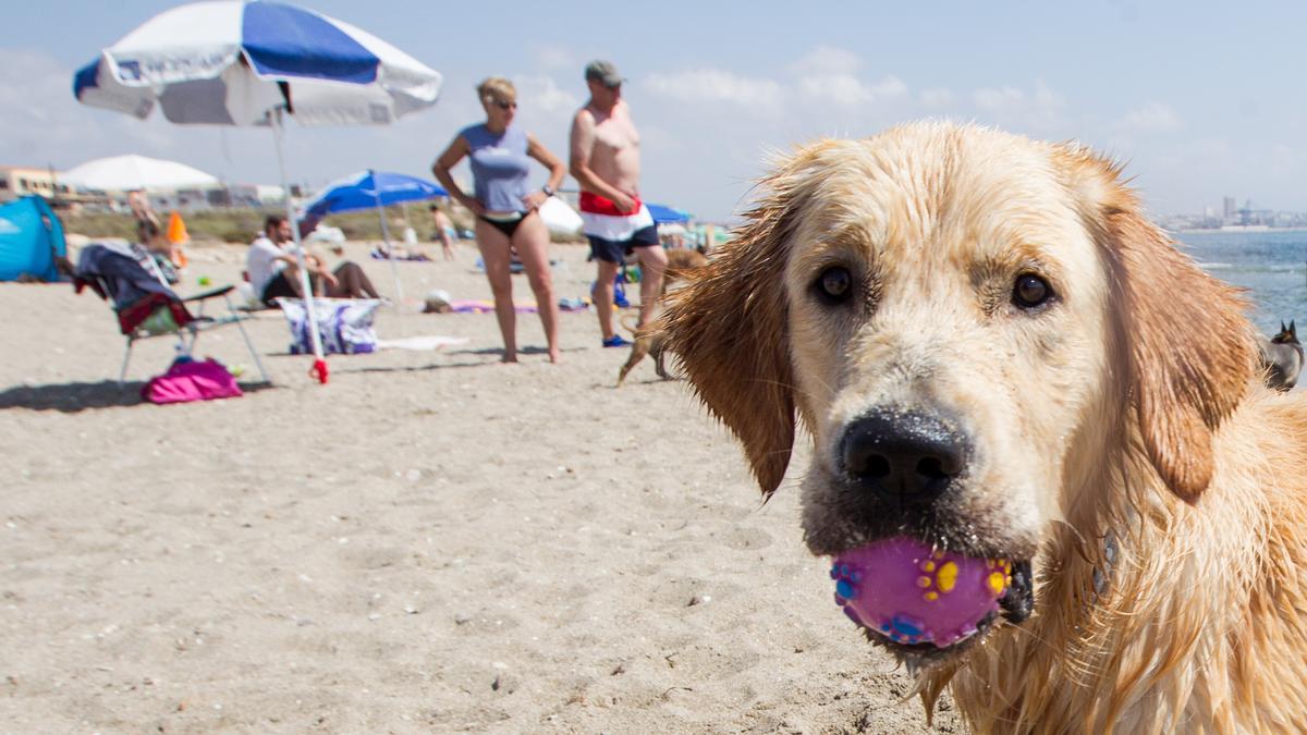 ¿Viajas con tu perro este verano? Estas son las playas de España donde podrá bañarse dlvr.it/T8Ngxd <a href="/tetirounpique/">tetirounpique</a>