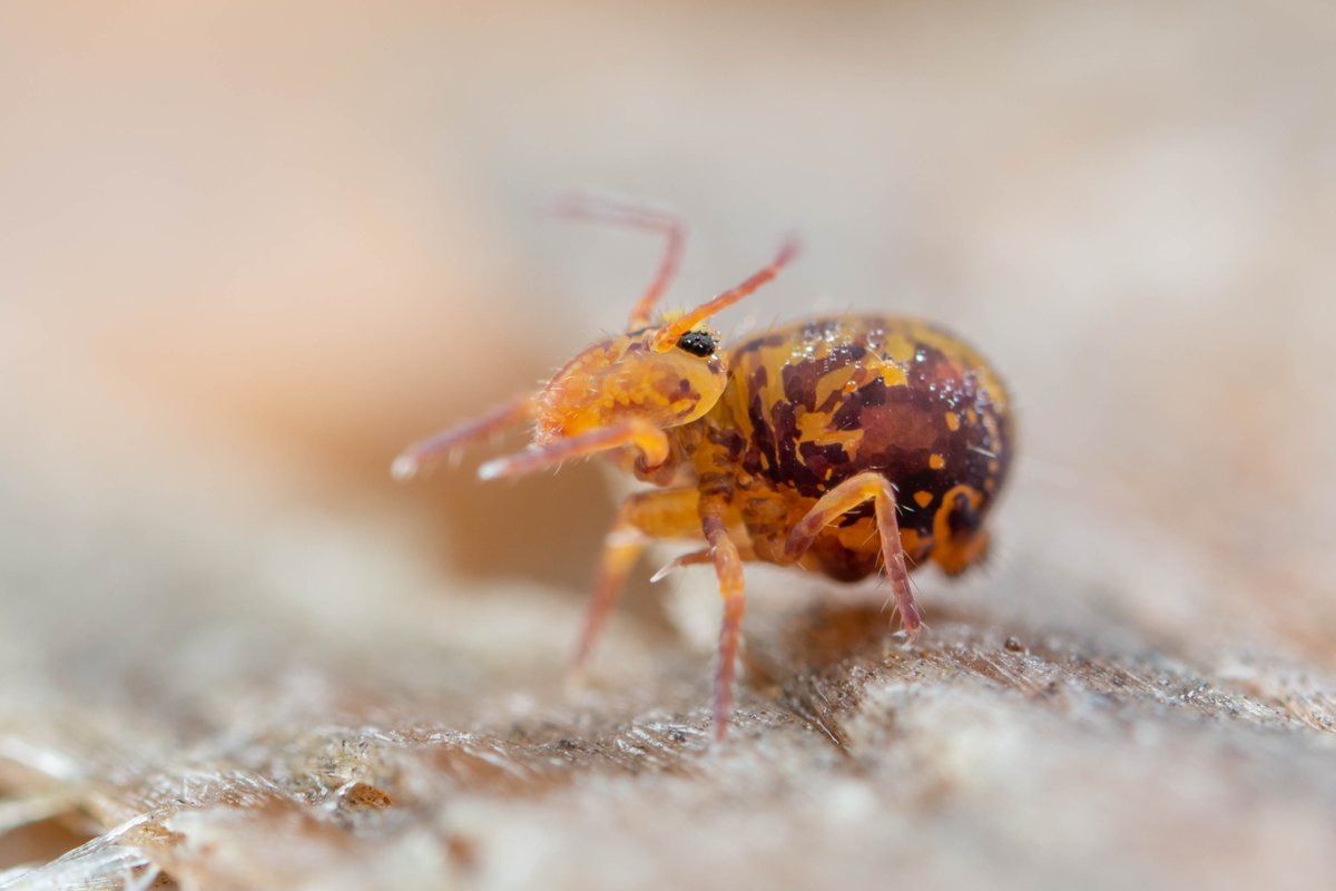 Gerrit Angst (@gerritangst) on Twitter photo ‼Now out in <a href="/NatureComms/">Nature Communications</a>
doi.org/10.1038/s41467…
In our review we show that #diverse🐛🐌#soil faunal taxa🐜🪱can fundamentally affect labile and stabilized #SOM, with huge research gaps remaining
#POM #MAOM
<a href="/EisenhauerLab/">Eisenhauer Lab</a> <a href="/AntonCollembola/">Anton Potapov</a> @FxJoly <a href="/GanaultPierre/">Pierre Ganault</a> <a href="/BiologyCentre/">Biology Centre CAS</a> ‼Now out in <a href="/NatureComms/">Nature Communications</a>
doi.org/10.1038/s41467…
In our review we show that #diverse🐛🐌#soil faunal taxa🐜🪱can fundamentally affect labile and stabilized #SOM, with huge research gaps remaining
#POM #MAOM
<a href="/EisenhauerLab/">Eisenhauer Lab</a> <a href="/AntonCollembola/">Anton Potapov</a> @FxJoly <a href="/GanaultPierre/">Pierre Ganault</a> <a href="/BiologyCentre/">Biology Centre CAS</a>