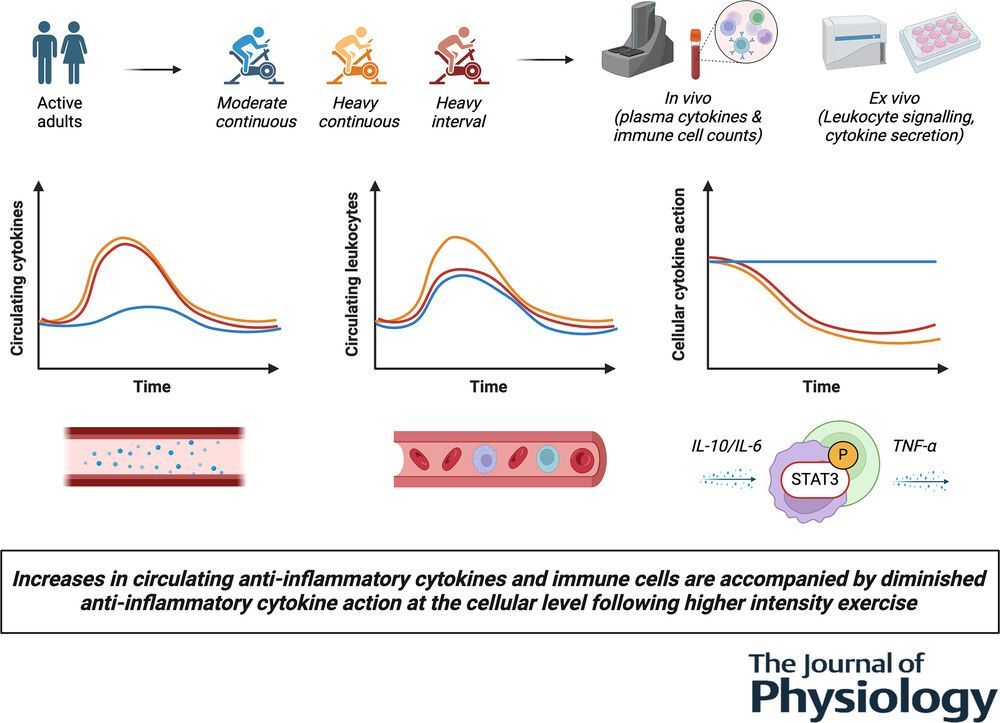<a href="/hashim90i/">Hashim Islam</a> (<a href="/UBC_HES/">UBC School Of Health & Exercise Sciences</a>) et al. show how leukocyte signalling and cytokine secretion reveals exercise intensity-dependent reductions in anti-inflammatory cytokine action!
📜buff.ly/3xklOA6