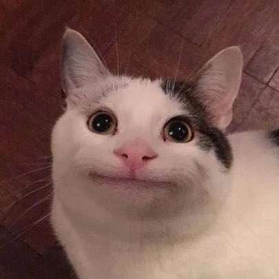 taesanbsd's tweet image. our polite cat