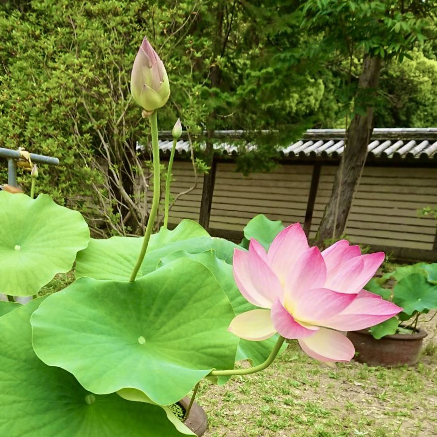 Toritsushodai's tweet photo. 蓮シーズン到来。
今年の第１号は薬草園の美中紅でし���。おめでとうございます。 https://t.co/29r4G99OjR