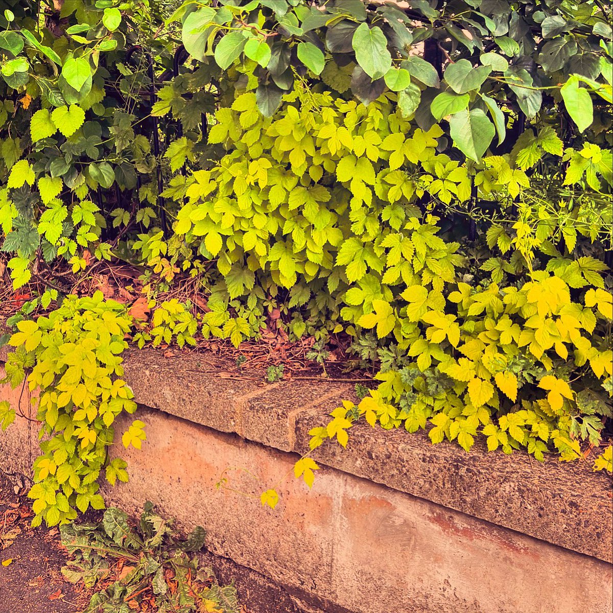 Southsiders!… Has anybody seen these lovely green hops growing along Haven Road? The Harverster nearby was a historic Brewery and Maltsters a few hundred years ago. So maybe some very resilient hops were planted then? Pretty unlikely, but nice to see them growing on my commute!