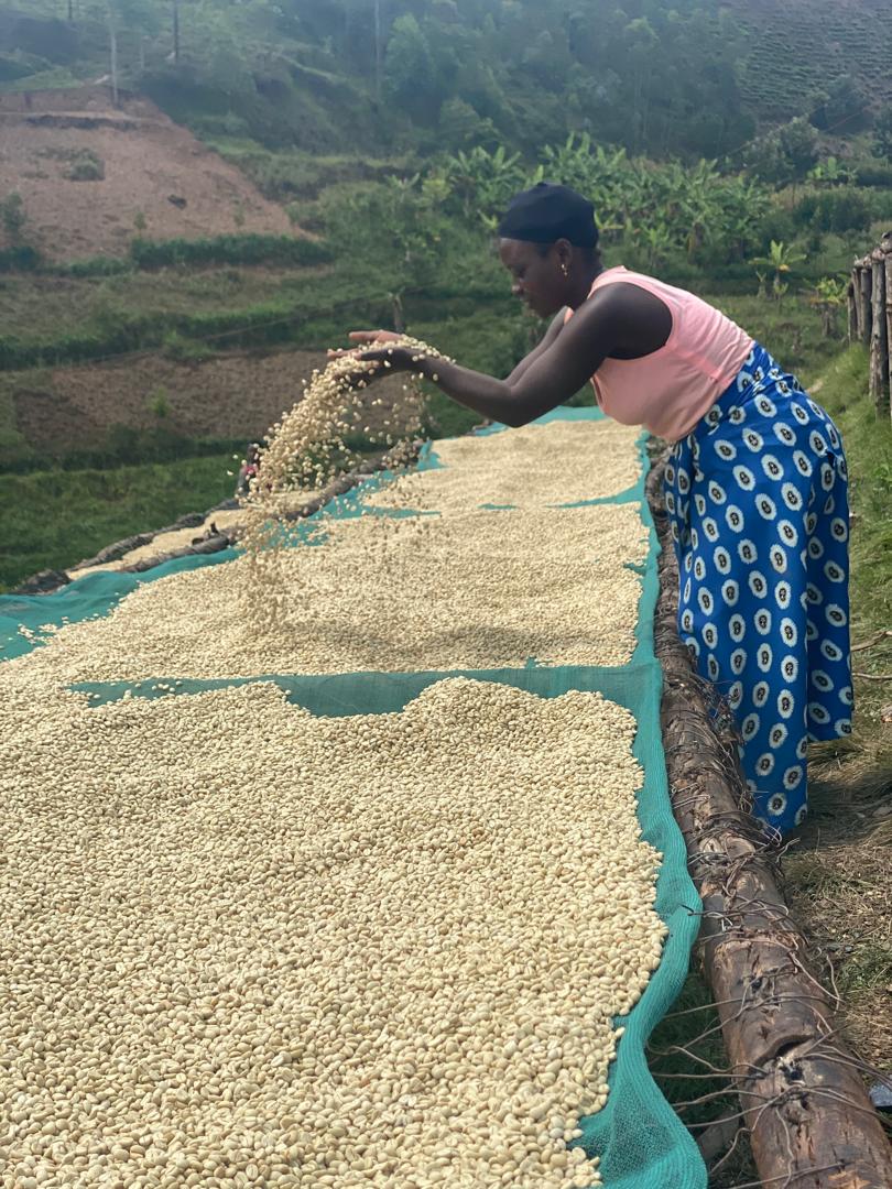 BestOfRwanda26's tweet photo. 🚨Attention coffee lovers!🚨
The pre-selection for BoR Coffee Competition is officially over!  To all selected coffee producers, please bring your remaining lots for the next round. Let's unveil the best of Rwandan coffee together! For more info: https://t.co/BGNK8pTtdG 
#BoR2024 https://t.co/1J537Ki2j5