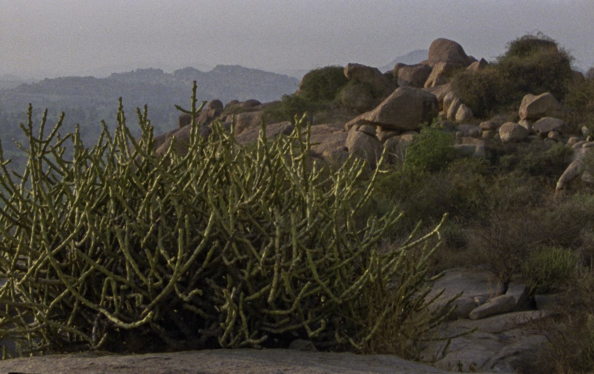 James Lattimer tweet media