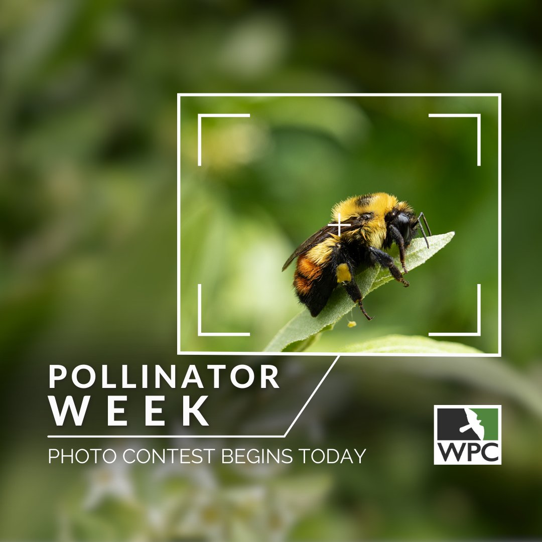 WPCWild911's tweet photo. 🌼🐝We’re kicking off pollinator week today with our second annual pollinator photo contest. Enter your photo here :

Please see our website for a full list of rules and regulations. This contest is in no way sponsored, endorsed or administered by Twitter/X.⁠ https://t.co/6d6mZJ3HfP