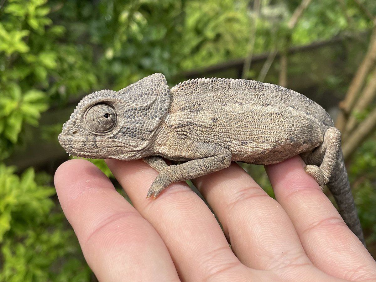 チチュウカイカメレオン（Chamaeleo chamaeleon）の展示が始まりました