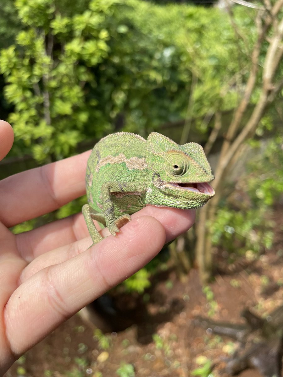 チチュウカイカメレオン（Chamaeleo chamaeleon）の展示が始まりました